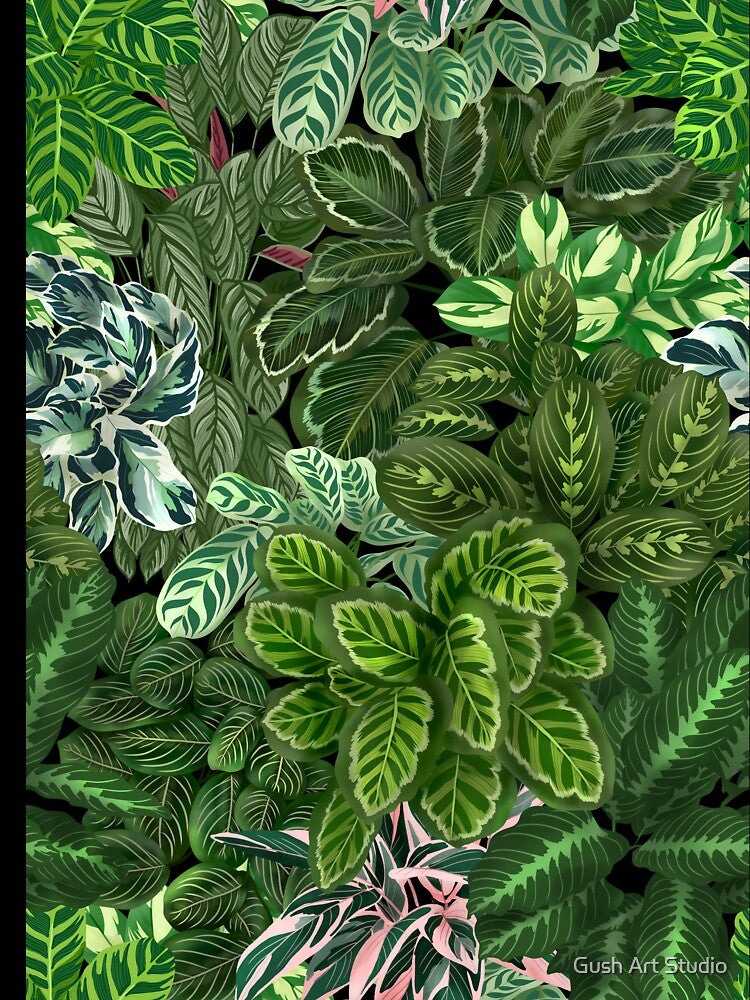 Urban Jungle House, Calathea Varieties, Plants Illustration 6 by Ana Moguš