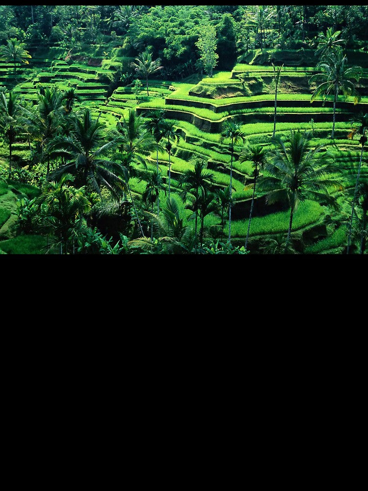 Ubud, Bali by scenerymerch