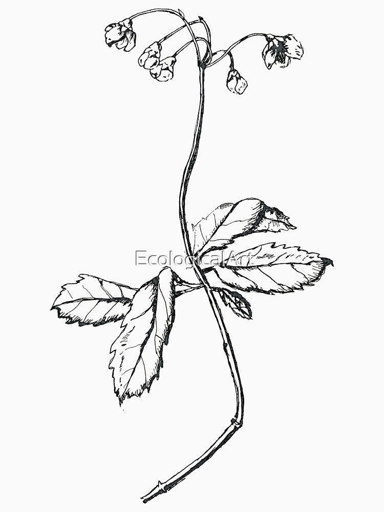 Prince's Pine | Botanical Illustration by EcologicalArt