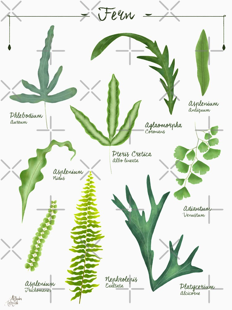 Ferns species collection botanical illustration by Onyria Art