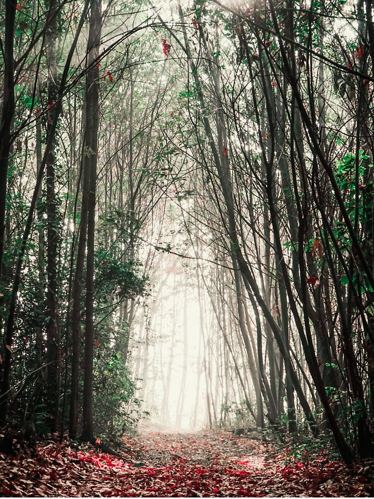 Road into the Light by Cool-Cat-POD